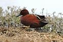 Cinnamon Teal 011709 039